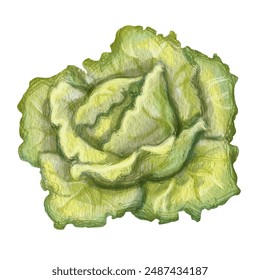 Vibrant watercolor illustration of a opened cabbage head. Can be used for grocery store posters, labels for fresh vegetables or sauces,farm shops,restaurant menus,wellness platforms or recipe websites - Powered by Shutterstock