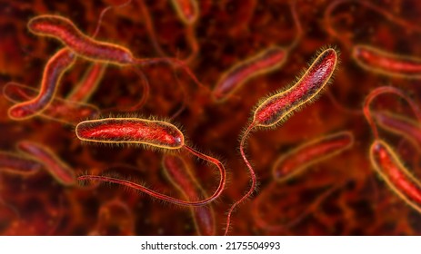 Vibrio Cholerae Bacteria 3d Illustration Bacterium Stock Illustration ...