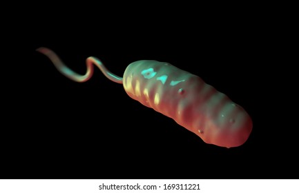 Vibrio Cholerae Bacterium