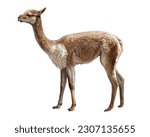 Vicuna, Lama vicugna, artiodactyl mammal, realistic drawing, animals of Peru, Bolivia, Chile, Argentina, Ecuador, isolated image on white background