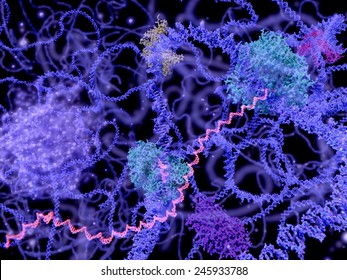 View Of The Cell Nucleus In The Interphase (DNA, MRNA, Nucleolus And Several Enzymes)