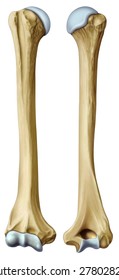 view front and side of human humerus,