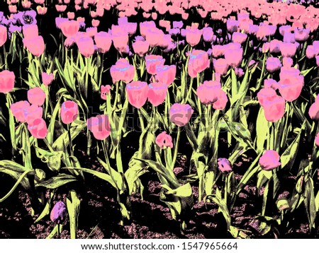 view of many pink Tulips flowers with green leaves texture background.