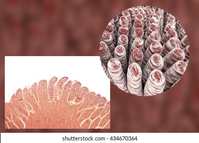 Villi Of Small Intestine, Light Micrograph And 3D Illustration. Intestinal Environment, Close-up View. Microstructure Of Intestine. Inside The Small Intestine