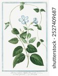 Vinca minor or Periwinkle (ca. 1772 -1793) by Giorgio Bonelli. Blue botanical flower. Vintage periwinkle floral plant art drawing illustration, old painting art print of blue flower.