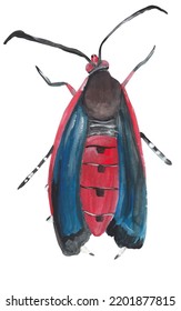 Vine Borer Bug Gouache Illustration Hand Painted Artwork Isolated On White Background