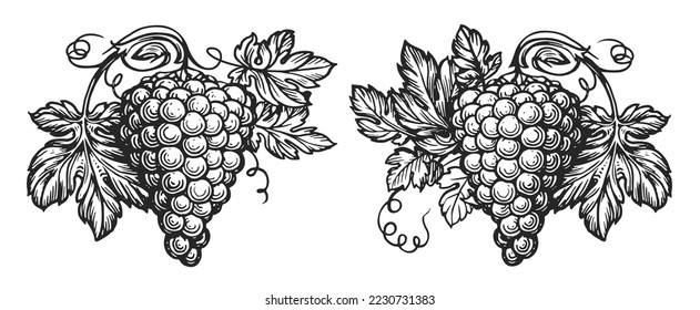 Vine with leaves and bunch of grapes in vintage engraving style. Hand drawn retro pattern for restaurant label or menu - Powered by Shutterstock