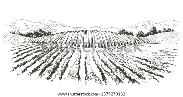 Vine Plantation Hills Landscape Drawing Rows Stock Illustration 1379270132