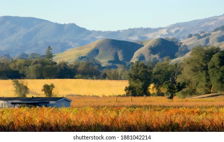 Vineyard In Alexander Valley, Sonoma County, CA, In Late Fall.