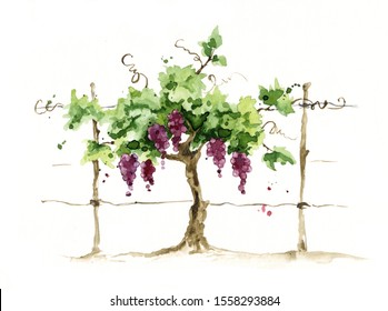 Vineyard / Grape On The Trellis, Watercolor Illustration, 