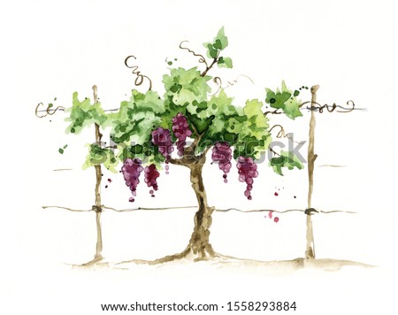 Vineyard / Grape on the trellis, watercolor illustration, 