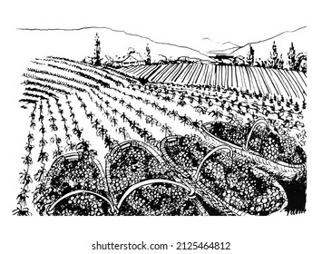 Vineyards  Grapes In A Basket Label Wine  Isolate Ink Drawing