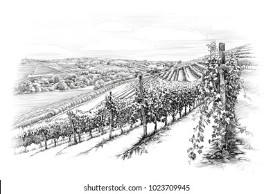 Vineyards and grapes valley