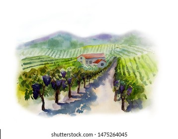 Vineyards Hand-painted watercolor landscape with vineyards, mountains and a house, isolated on a white background