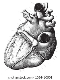 Vintage Anatomy Heart Engraving Illustration Black And White