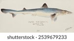 Vintage Antique fish galeorhinus galeus requiem shark fish drawing, Vintage marine life illustration of requiem shark fish. Old requiem shark marine life hand drawing illustration on white paper