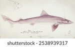 Vintage Antique fish Requiem shark drawing, Vintage marine life illustration of Requiem shark fish. Old Requiem shark fish marine life hand drawing illustration on white paper