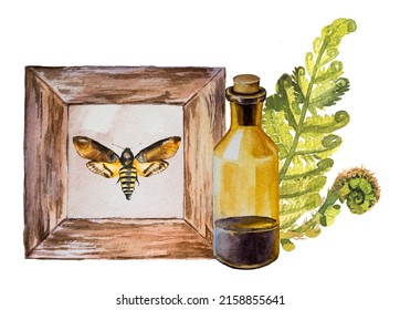 Vintage Apothecary Bottle, Fern And Old Butterfly Display Design. Antique Sublimation Print. Forest Concept Watercolor Painting.