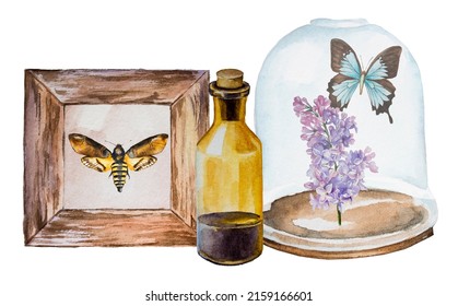 Vintage Apothecary Bottle, Lilac And Old Butterfly Display Design. Antique Sublimation Print. Forest Concept Watercolor Painting.