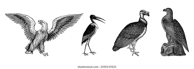Vintage bird illustrations featuring an eagle, stork, vulture, and hawk. Detailed bird drawings, showcasing bird anatomy and bird features in classic style. Vintage wildlife illustrations isolated.
