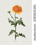 Vintage botanical illustration of a vibrant orange poppy flower with detailed leaves and a butterfly. Classic poppy artwork showcasing nature