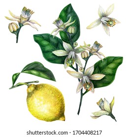 Vintage Botanical Watercolor Illustration Of Lemon Fruits, Branches And Flowers
