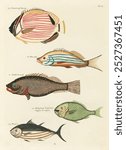 Vintage Colourful and surreal fishes watercolor drawing, Vintage illustration of Colourful and surreal fishes. Old Colourful and surreal fishes watercolor drawing illustration on vintage paper