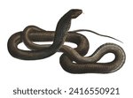 Vintage Dark Cobra Scientific Illustration Venomous Snake