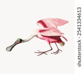 Vintage drawing of pink roseate spoonbill, showcasing its unique features. This roseate spoonbill stands out with its striking pink feathers and distinctive spoon-shaped bill, animal bird illustration