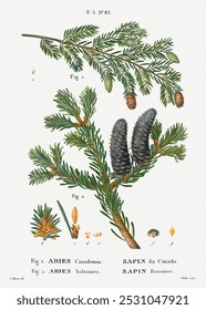 Vintage Eastern hemlock pine leaf with pine cone illustration, Vintage Hand drawn illustration of Eastern hemlock pine leaf with pine cone.