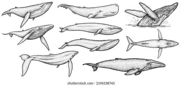 Vintage Engrave Isolated Blue Whale Set Illustration Humpback Ink Sketch. Wild Cachalot Background Line Giant Dolphin Art