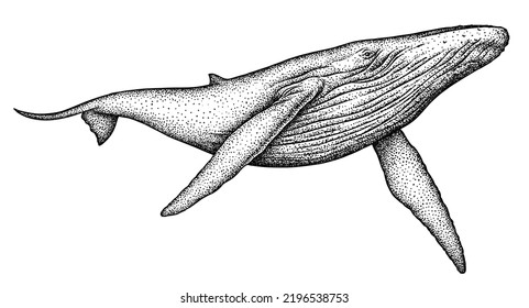 Vintage Engrave Isolated Blue Whale Set Illustration Humpback Ink Sketch. Wild Cachalot Background Line Giant Dolphin Art