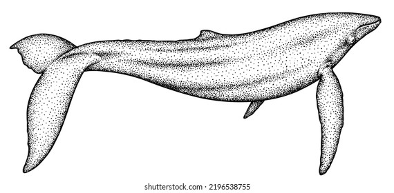 Vintage Engrave Isolated Blue Whale Set Illustration Humpback Ink Sketch. Wild Cachalot Background Line Giant Dolphin Art