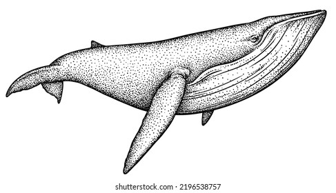 Vintage Engrave Isolated Blue Whale Set Illustration Humpback Ink Sketch. Wild Cachalot Background Line Giant Dolphin Art