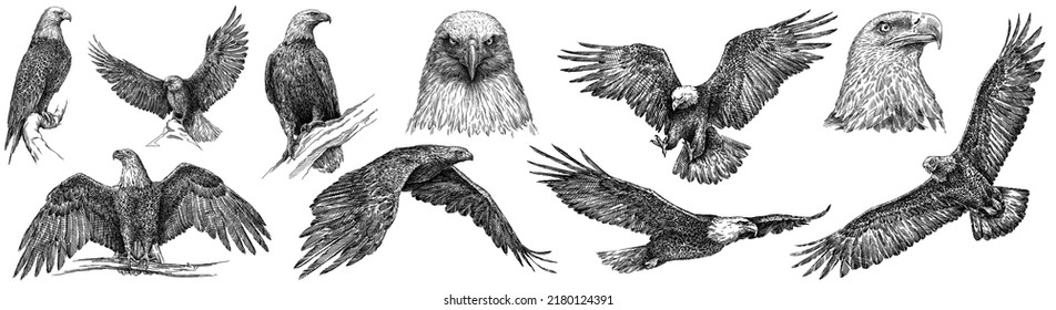 Vintage Engrave Isolated Eagle Set Illustration Ink Sketch. Wild Falcon Background Hawk Art