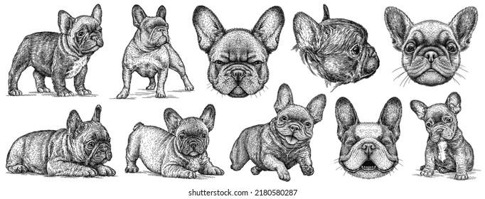 Vintage engrave isolated french bulldog set illustration ink sketch  Puppy background dog art