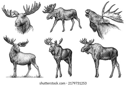 Vintage Engrave Isolated Moose Set Illustration Ink Sketch. Wild Elk Background Deer Art