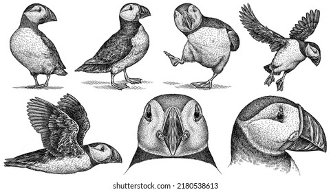 Vintage Engrave Isolated Puffin Set Illustration Ink Thunderbird Sketch. Wild Bird Background Stormy Petrel Art