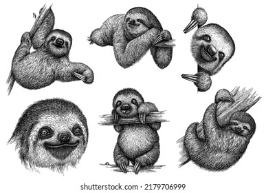 Vintage Engrave Isolated Sloth Set Illustration Ink Sketch. Sloth Bear Background Sleep Art