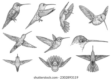 Esbozo de croquis con grabado de vintage aislado del colibrí de colibrí. Arte de silueta tropical colibri de fondo de pájaro. Imagen dibujada a mano en blanco y negro.