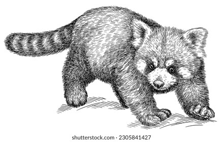 Vintage engraving isolated red panda set illustration ink sketch  Chinese bear background animal silhouette art  Black   white hand drawn image 