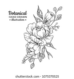 Vintage Flower Bouquet. Drawing. Peony, Rose, Leaves And Berry Sketch. Engraved Botanical Composition. Hand Drawn Floral Wedding Invitation, Label Template, Anniversary Card.