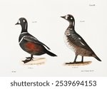 Vintage of Harlequin Duck and Ditto bird hand drawing, Vintage illustration of Harlequin Duck and Ditto bird. Old Harlequin Duck and Ditto bird illustration on white background