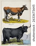 Vintage illustration of an Alderney cow and West Highland bull. The cow is brown and white, while the bull is black. Both cattle are depicted in a pastoral setting. Hand drawn vintage illustration.