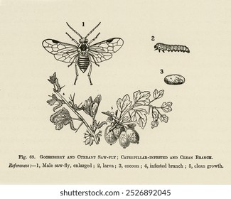 Vintage illustration of caterpillar-infested, clean branoh, currant saw-fly, gooseberry, The Fruit Grower's Guide, John Wright. Vintage caterpillar art drawing illustration, old painting art print.