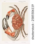 Vintage illustration of a crab with detailed claws and shell. The crab