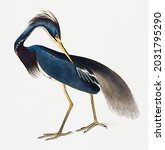 Vintage Illustration of Louisiana Heron