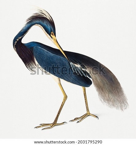 Similar – Image, Stock Photo Gray heron Heron Bird