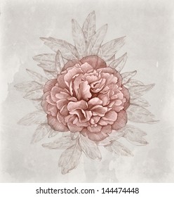 Vintage illustration of peony flower. Perfect for greeting card