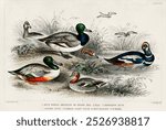 Vintage illustration of various type of duck, wildlife animal drawing. Vintage duck drawing, A History of Earth and Animated Nature illustration by Goldsmith. Vintage wildlife animal illustration